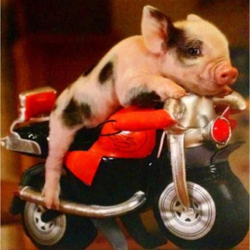 Little Bike & Piggy ...