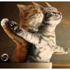 Lovely Cats in Titanic Pose