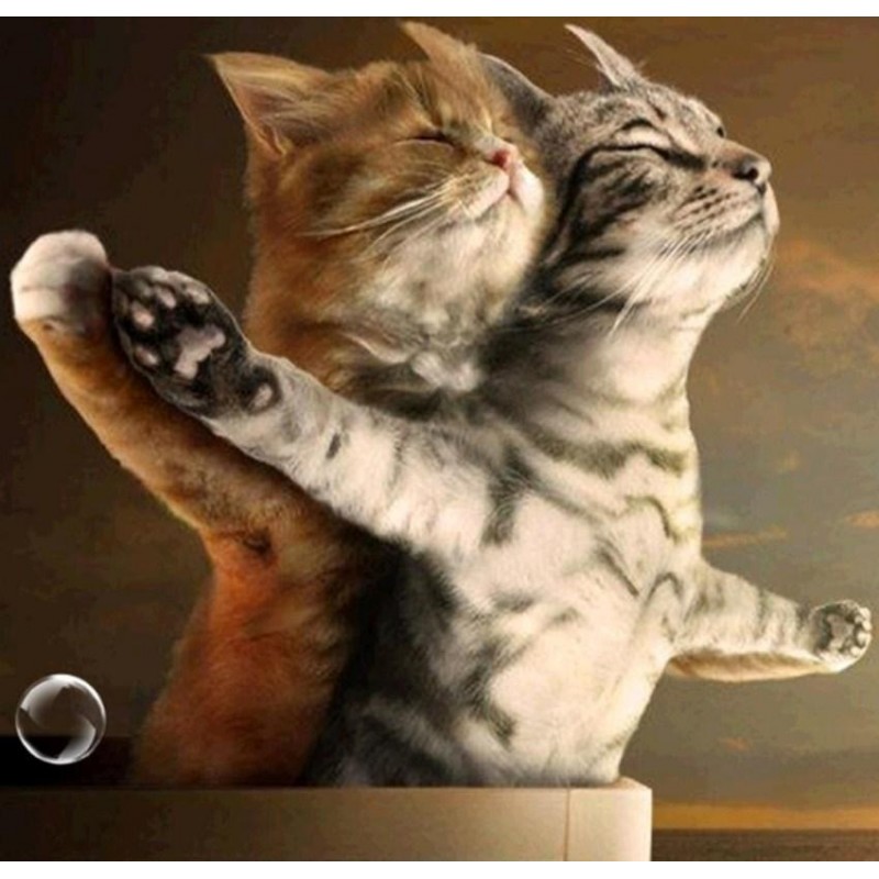Lovely Cats in Titanic Po...