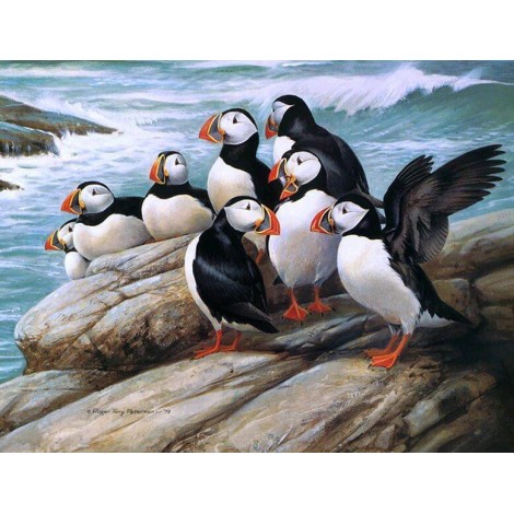 Sea Birds - Puffins