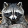 Raccoon Diamond Art Kit