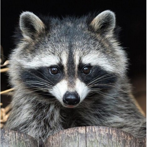 Raccoon Diamond Art Kit