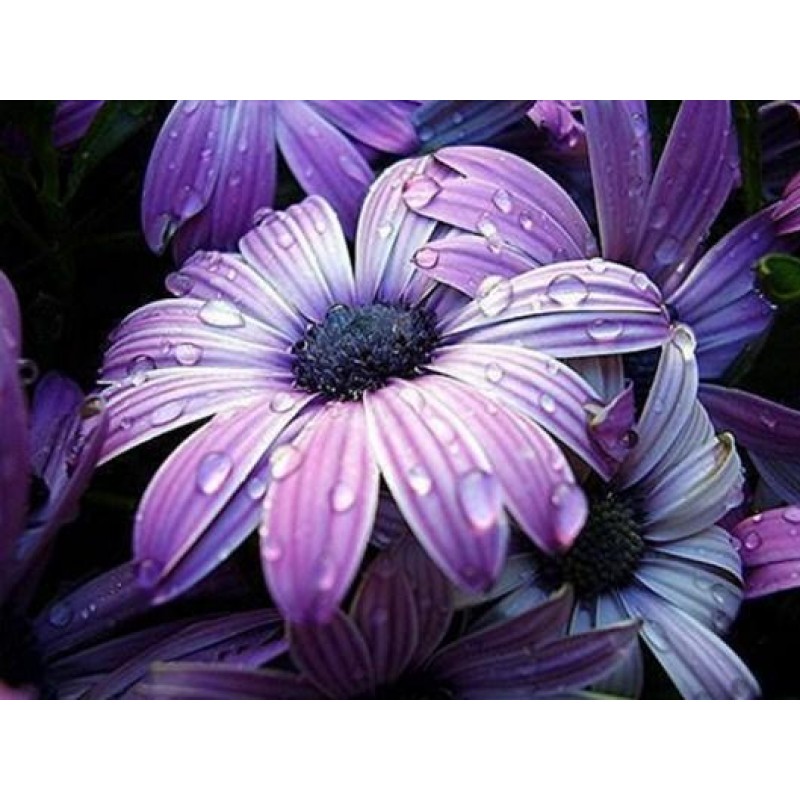 Outstanding Purple F...