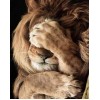 Lion Hiding Face with Paws