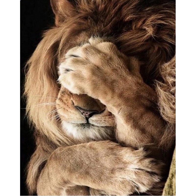 Lion Hiding Face wit...