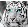Staggering White Tiger Diamond Art