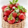 Basket of Strawberries - Diamond Art