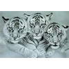 Stunning White Tigers - Diamond Art Kit