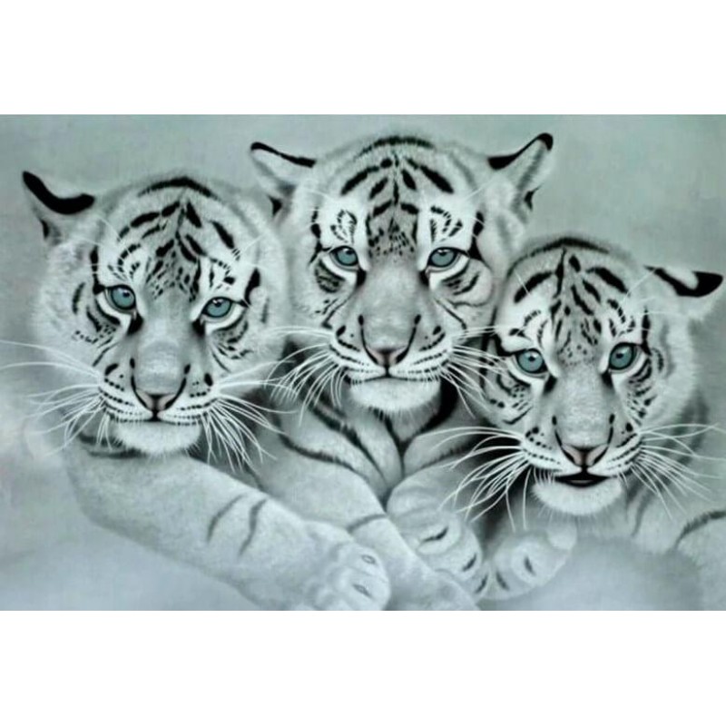 Stunning White Tiger...