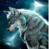 Stunning Wolf in the Night