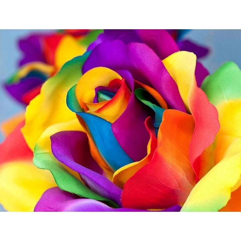 Attractive Multi col...