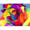 Attractive Multi color Roses - Paint with Diamonds