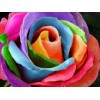 Attractive Multi color Roses - Paint with Diamonds