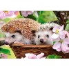 Adorable Hedgehog Couple in the Flowers
