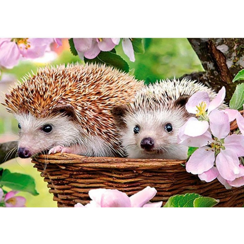 Adorable Hedgehog Co...