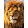 Huge Wild African Lions Collection