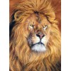 Huge Wild African Lions Collection