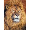 Huge Wild African Lions Collection
