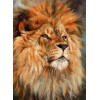Huge Wild African Lions Collection