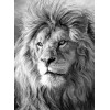 Huge Wild African Lions Collection