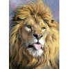 Huge Wild African Lions Collection