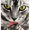 Paw Licking Cat DIY Diamond Painting