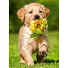 Dog with Flower Diamond Painting
