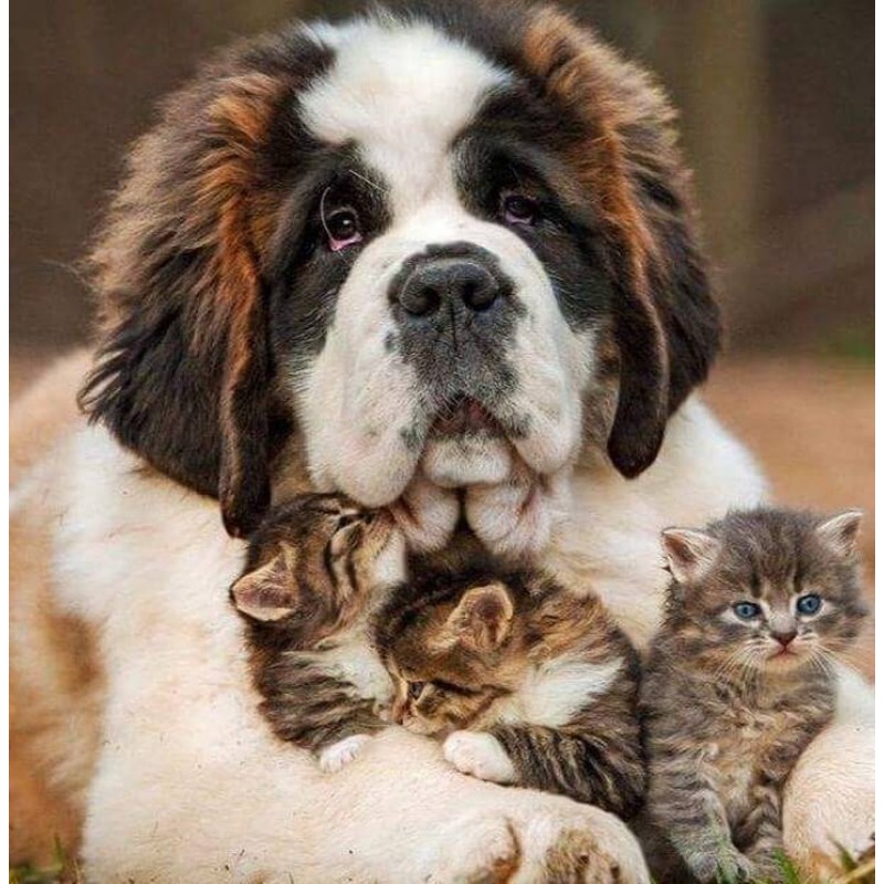 Dog & Cats Diamond A...