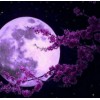 Cherry Blossoms & Fuul Moon Painting