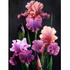 Iris Flowers DIY Diamond Art Kit