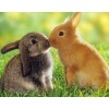 Adorable Rabbits - Diamond Art Kit
