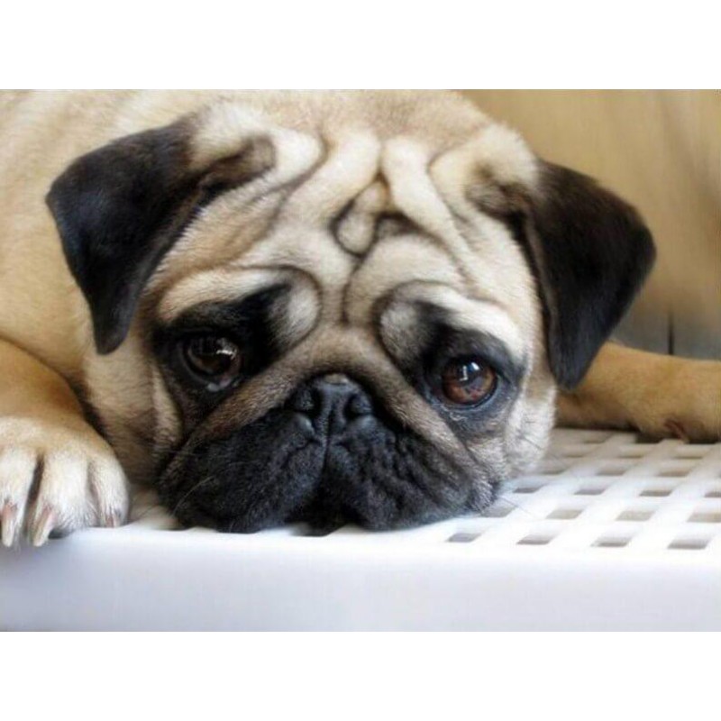 Sad Dog Painting - P...