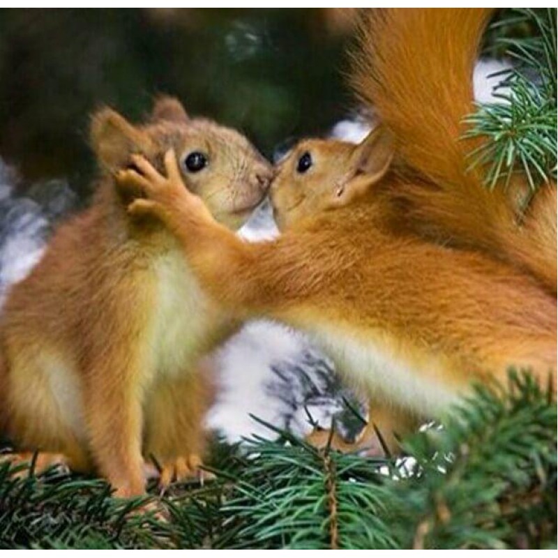 Squirrels Pair Diamo...