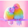 Sweet Little Parrots Pair