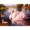 Fabulous Swans in the Lake