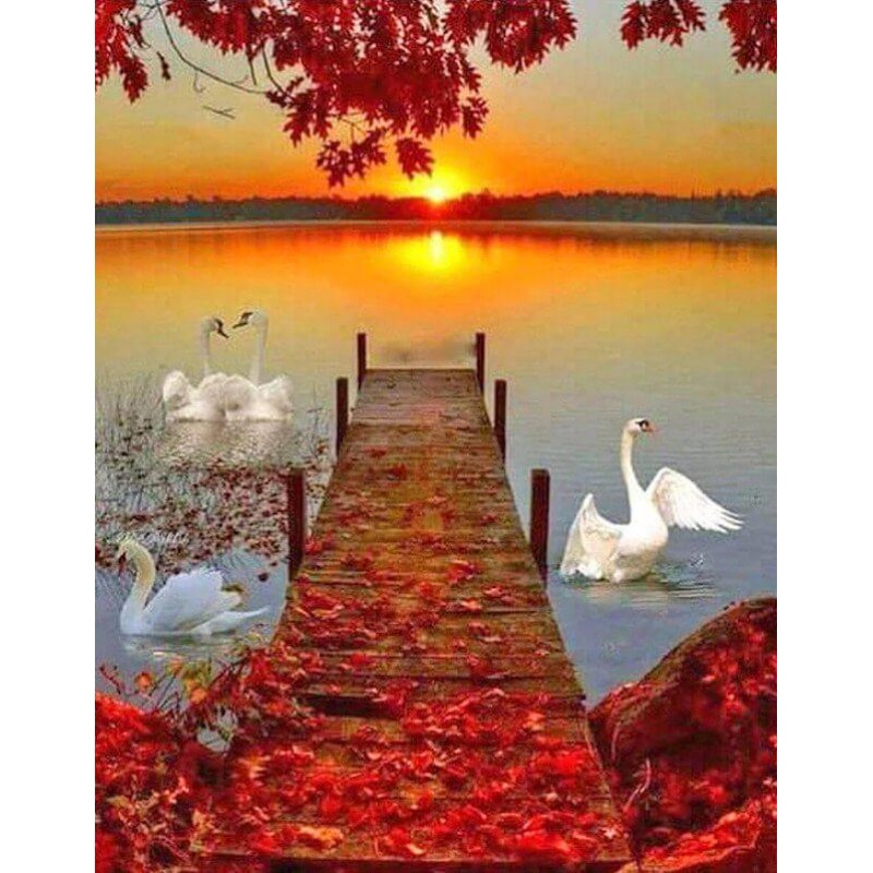 Swans & Sunset View ...