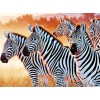 Zebras Diamond Art Kit