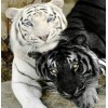 Black & White Tigers - Diamond Art Kit