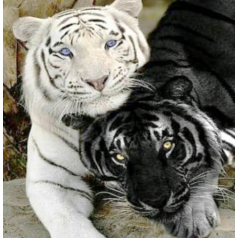 Black & White Tigers - Diamond Art Kit