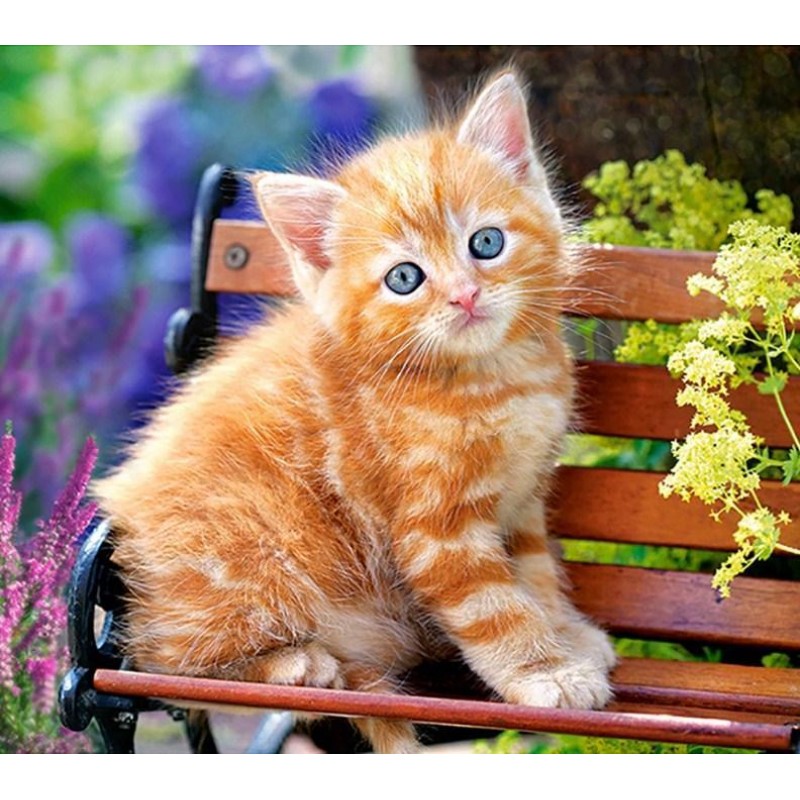 Brown Cat on Bench
