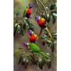 Parrots on Branches of Tree