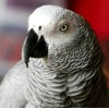 Beautiful Grey Parrot Painting Kit