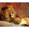 Lion & Lioness Couple Painting Kit