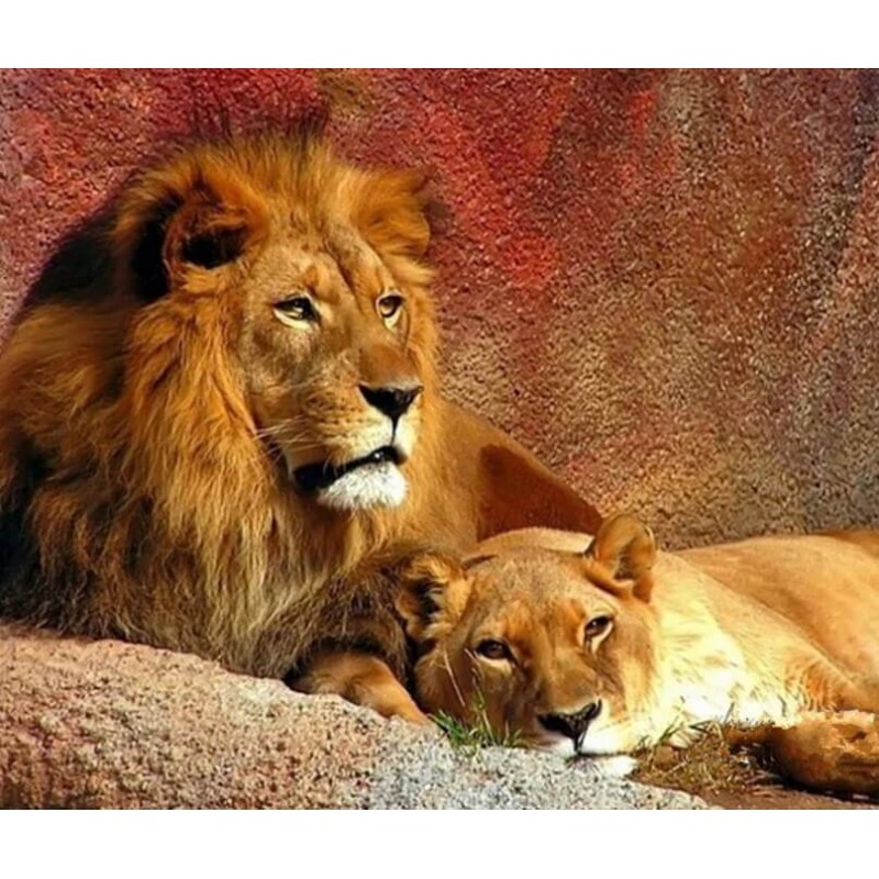 Lion & Lioness Coupl...