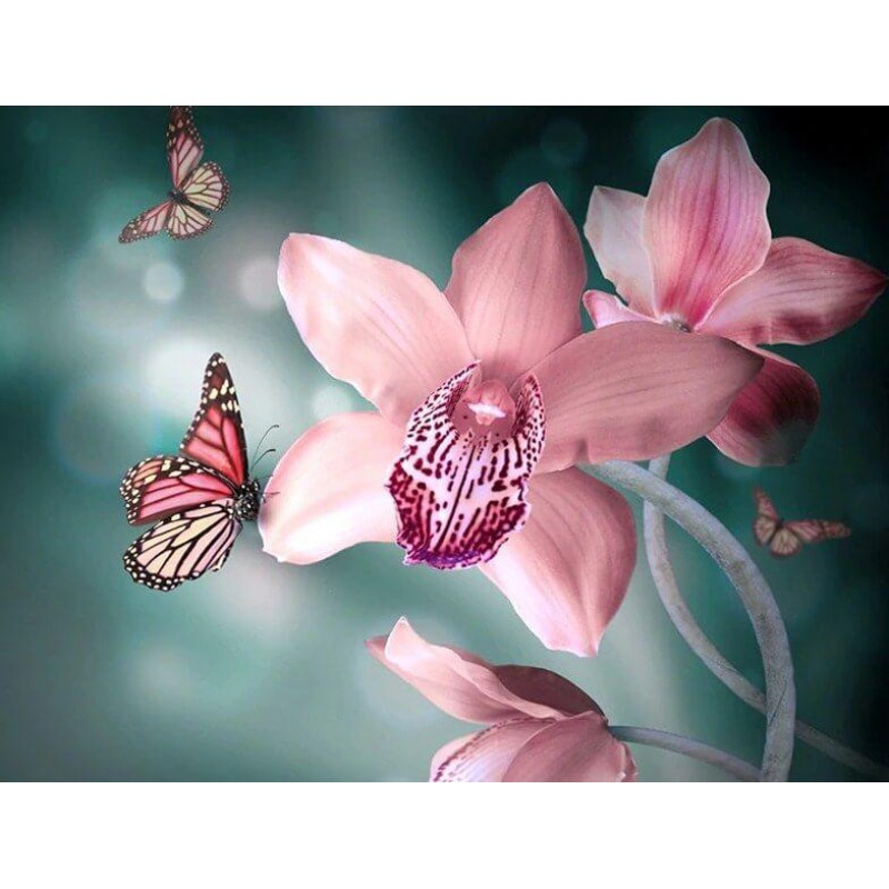 Butterflies & Orchid...