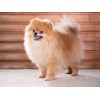 Sweet Puppy - Pomeranian Breed