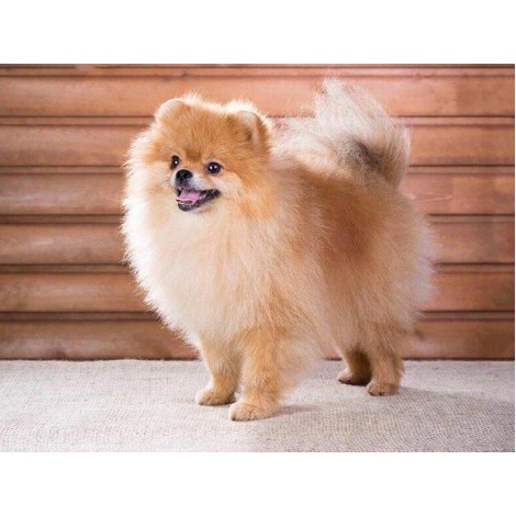 Sweet Puppy - Pomeranian Breed