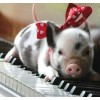 Cute Pig Lying on Piano Table