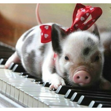 Cute Pig Lying on Piano Table