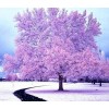 Natural Tree Beauty Painting Kit